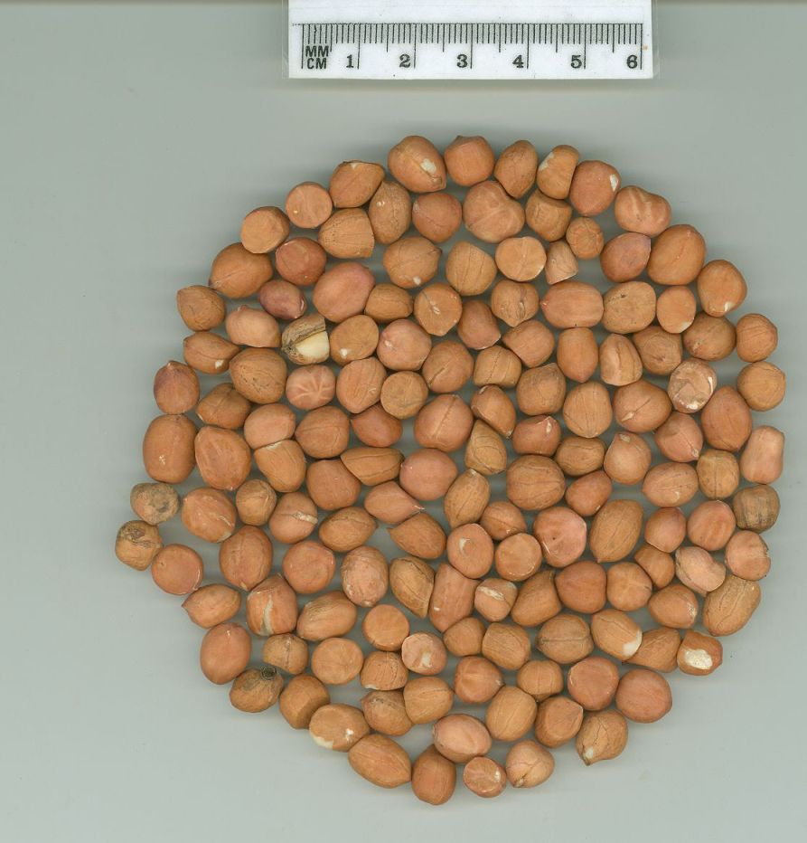 Click for 1 image(s) for this accession. SEED