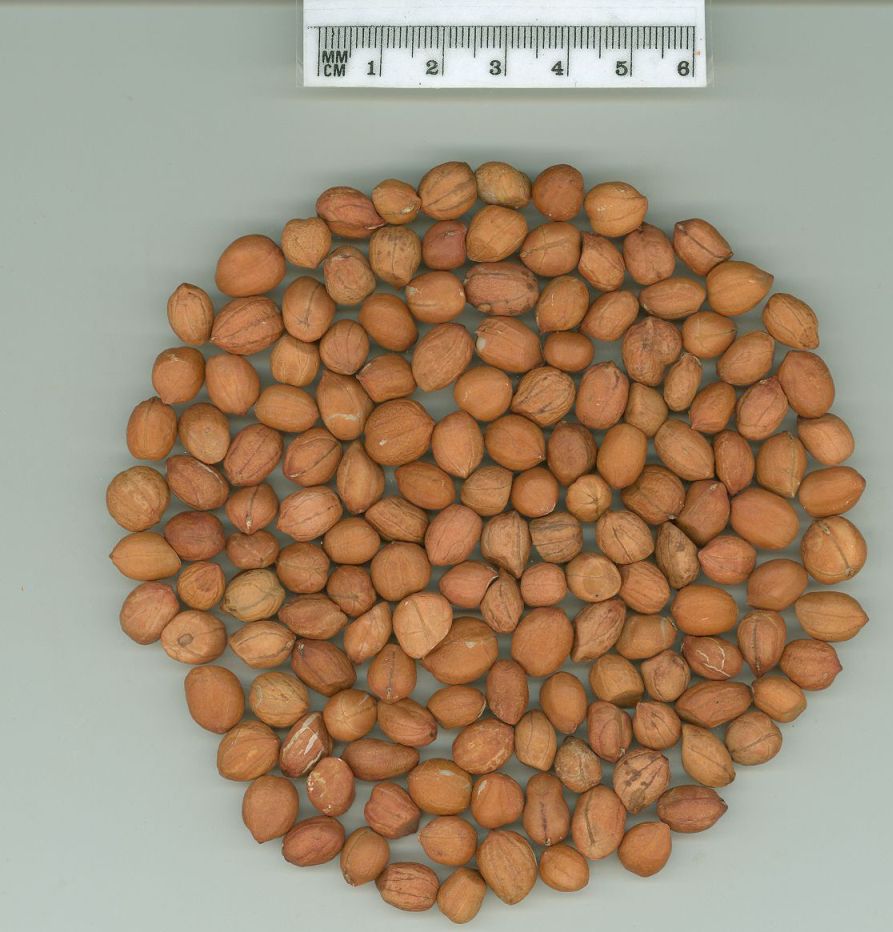 Click for 1 image(s) for this accession. SEED