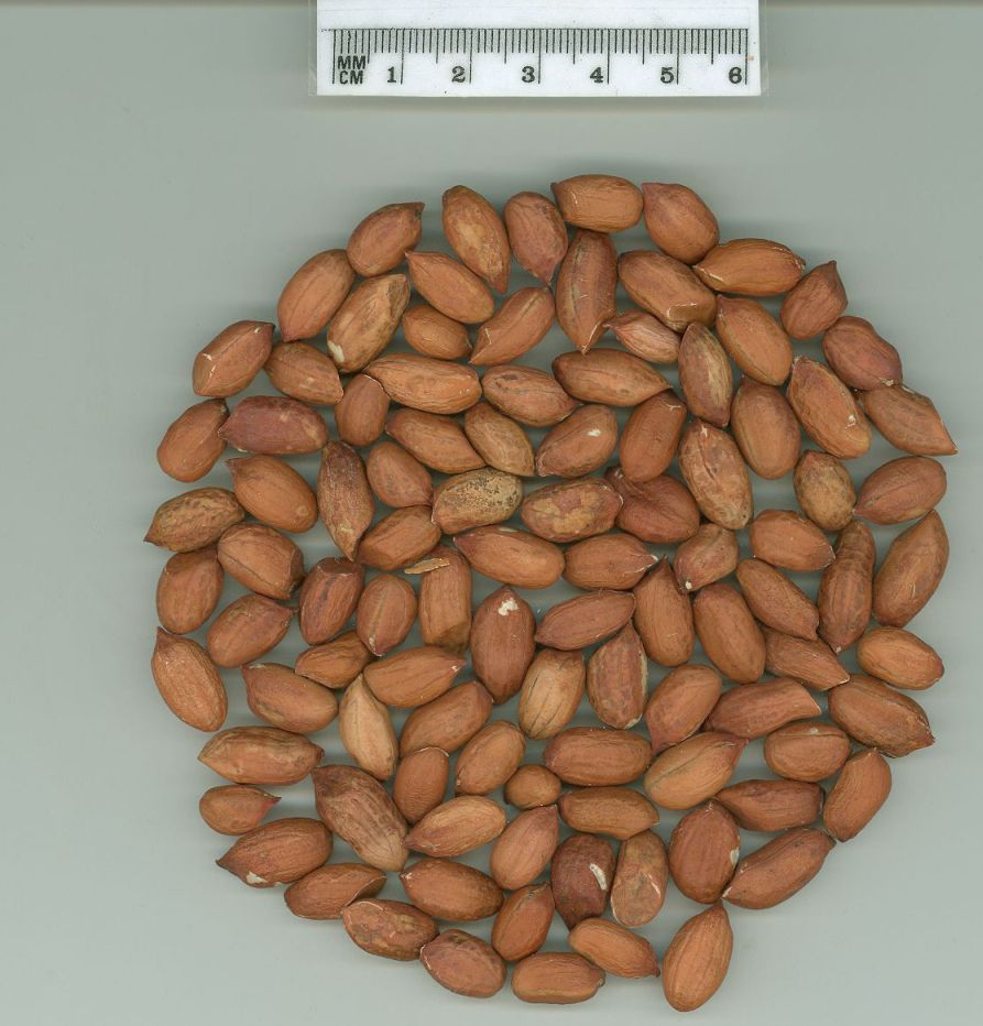Click for 1 image(s) for this accession. SEED