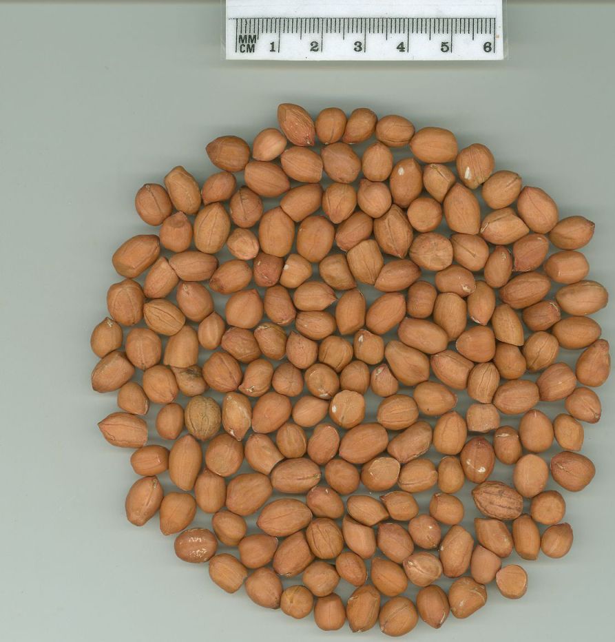Click for 1 image(s) for this accession. SEED