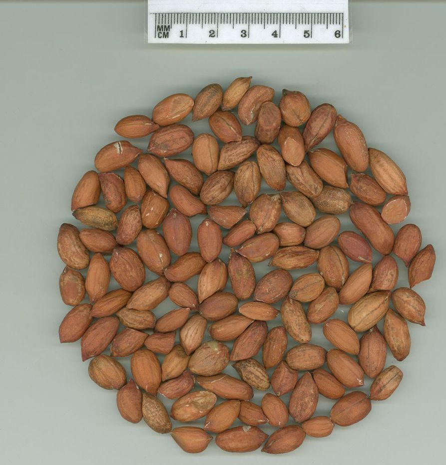Click for 1 image(s) for this accession. SEED