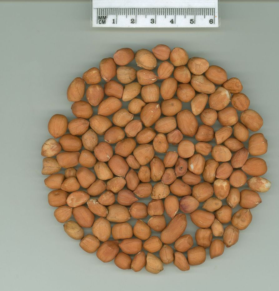 Click for 1 image(s) for this accession. SEED