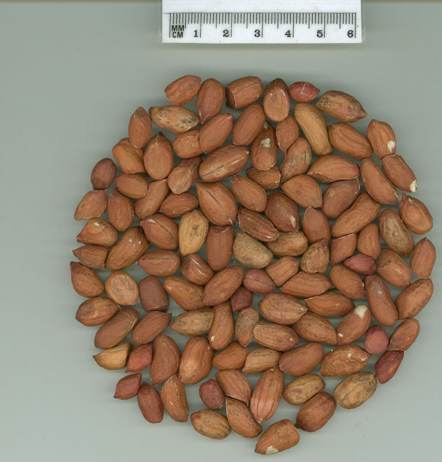 Click for 1 image(s) for this accession. SEED