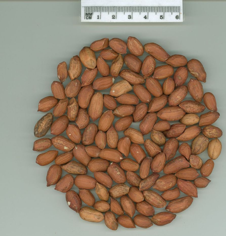 Click for 1 image(s) for this accession. SEED
