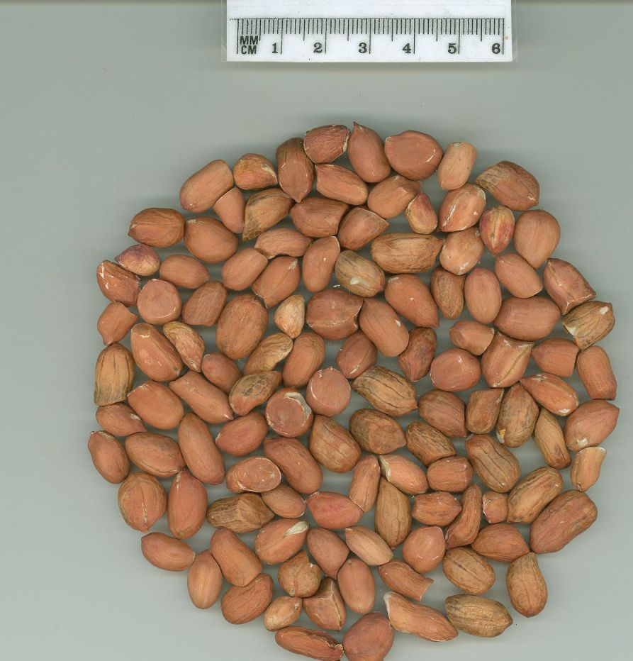 Click for 1 image(s) for this accession. SEED