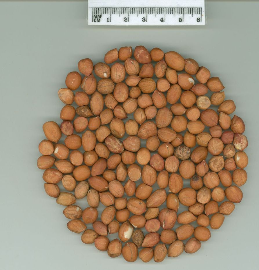 Click for 1 image(s) for this accession. SEED