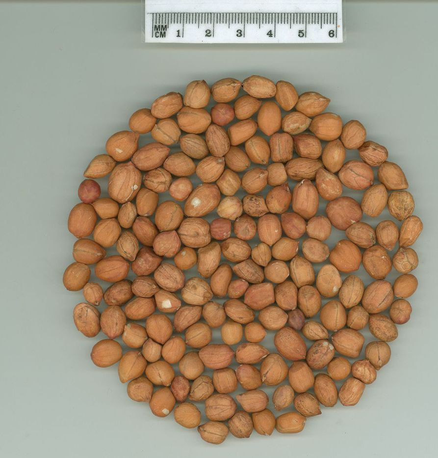 Click for 1 image(s) for this accession. SEED