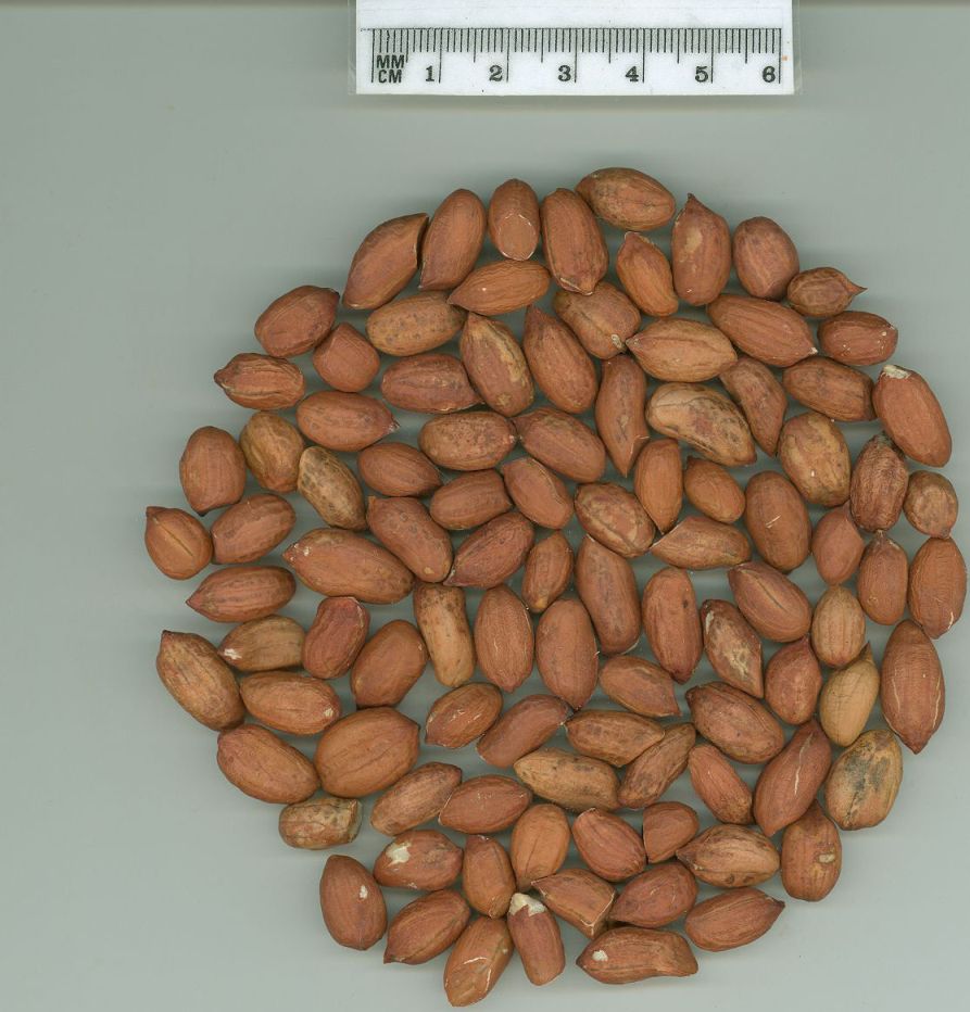 Click for 1 image(s) for this accession. SEED