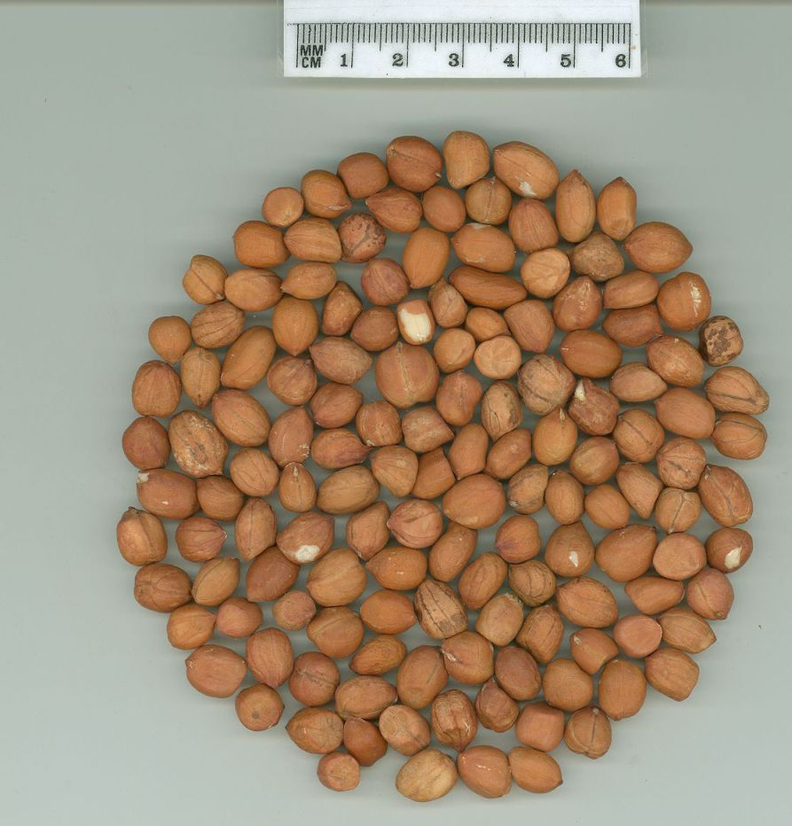 Click for 1 image(s) for this accession. SEED