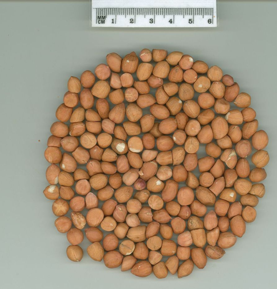 Click for 1 image(s) for this accession. SEED