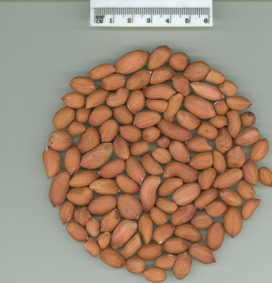 Click for 1 image(s) for this accession. SEED