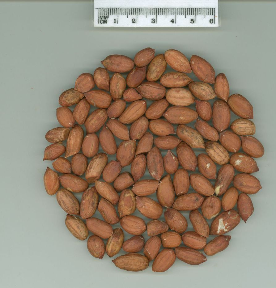 Click for 1 image(s) for this accession. SEED