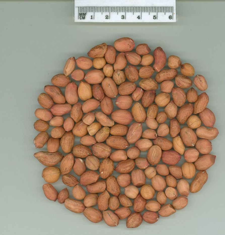 Click for 1 image(s) for this accession. SEED
