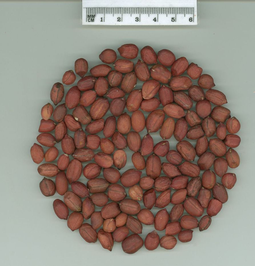 Click for 1 image(s) for this accession. SEED