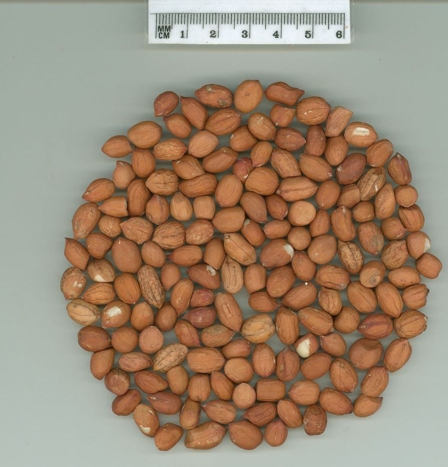 Click for 1 image(s) for this accession. SEED