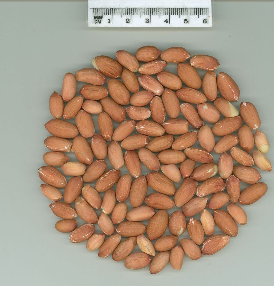 Click for 1 image(s) for this accession. SEED