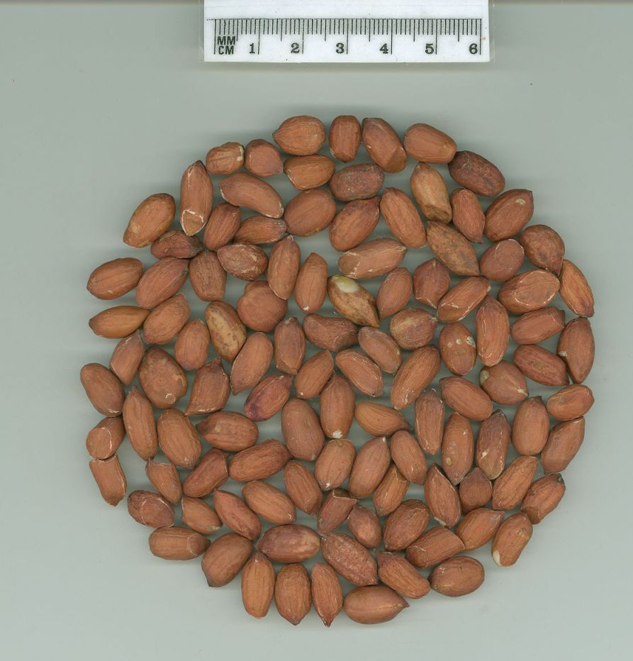 Click for 1 image(s) for this accession. SEED