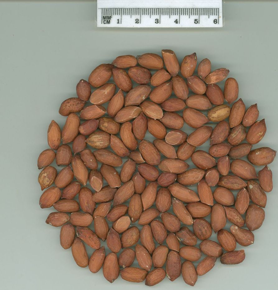 Click for 1 image(s) for this accession. SEED