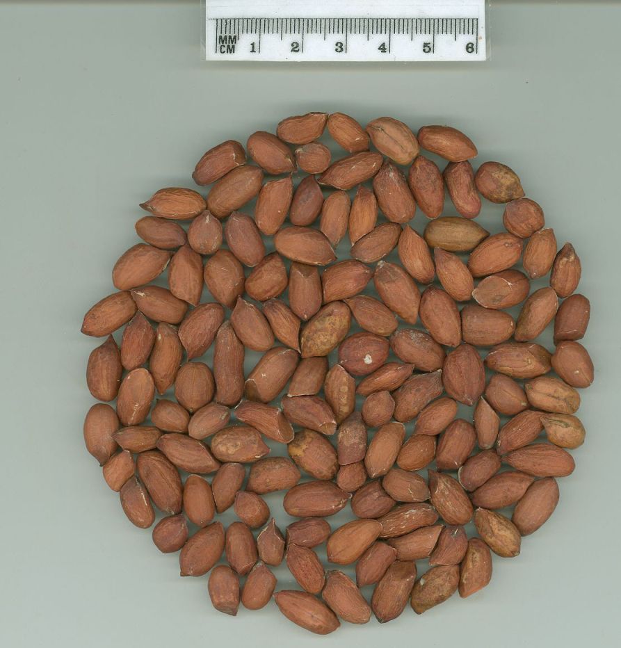 Click for 1 image(s) for this accession. SEED