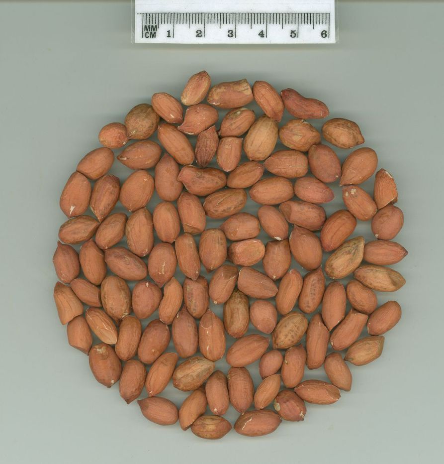 Click for 2 image(s) for this accession. SEED