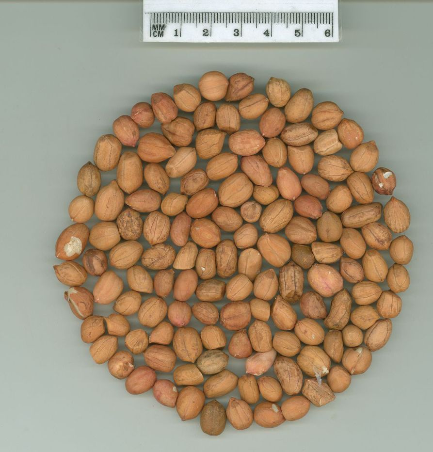 Click for 2 image(s) for this accession. SEED