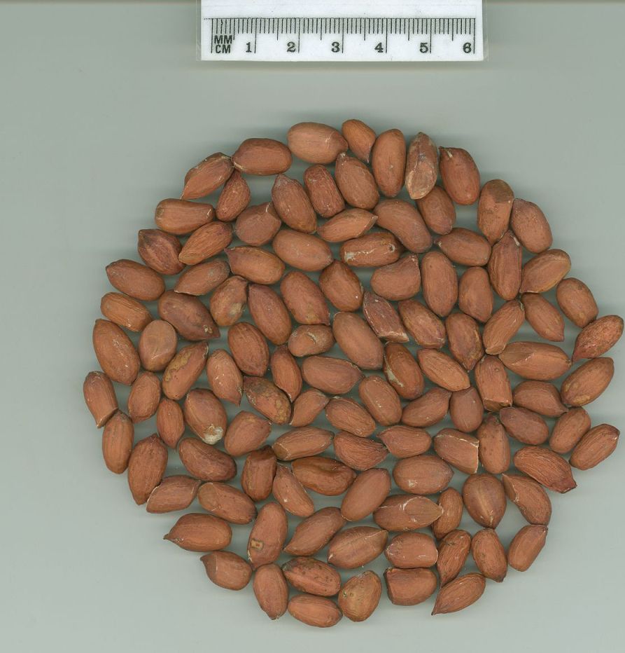 Click for 1 image(s) for this accession. SEED