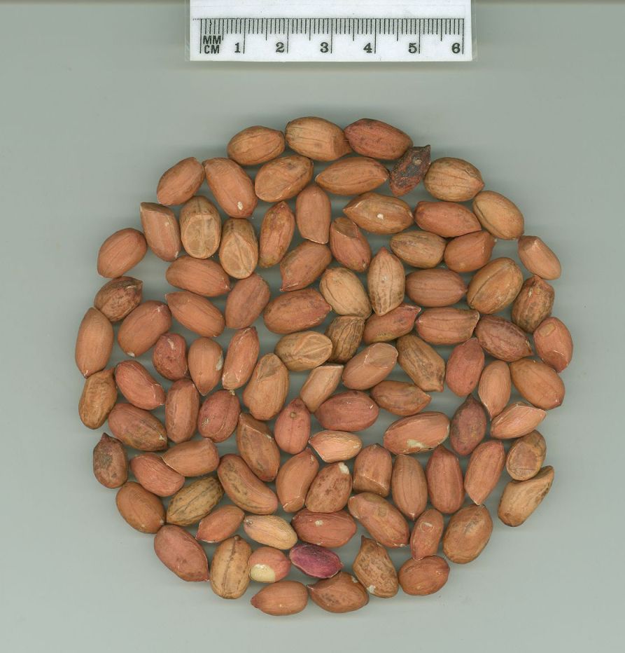 Click for 2 image(s) for this accession. SEED