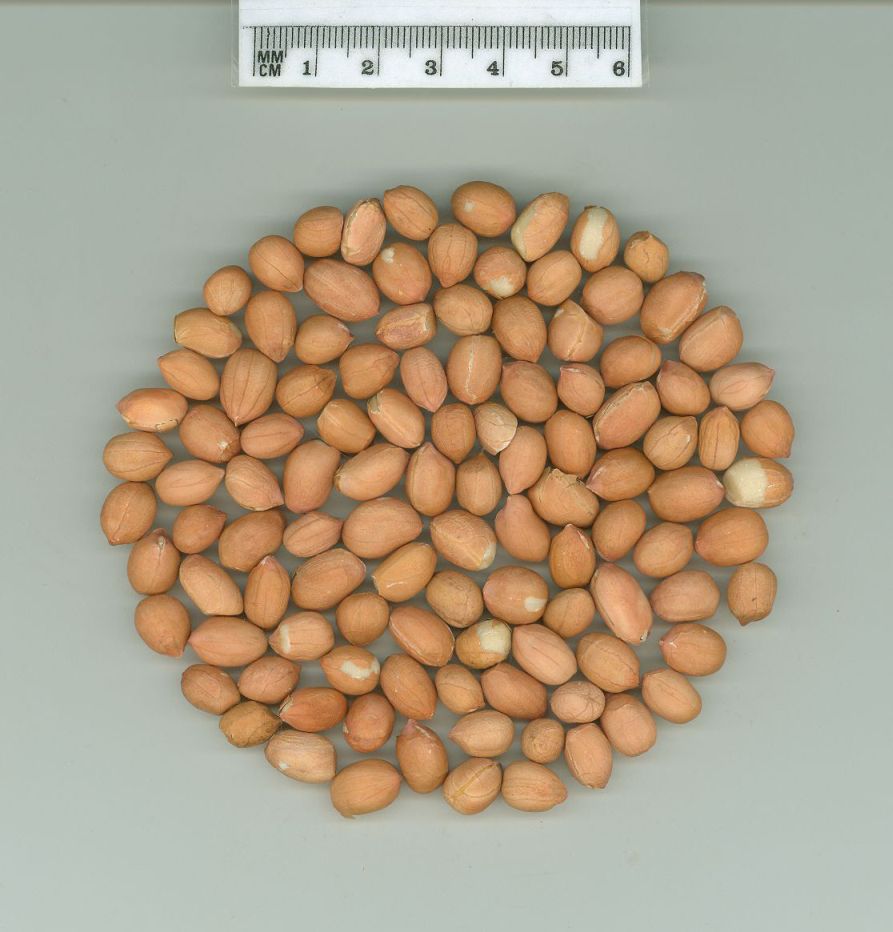 Click for 1 image(s) for this accession. SEED