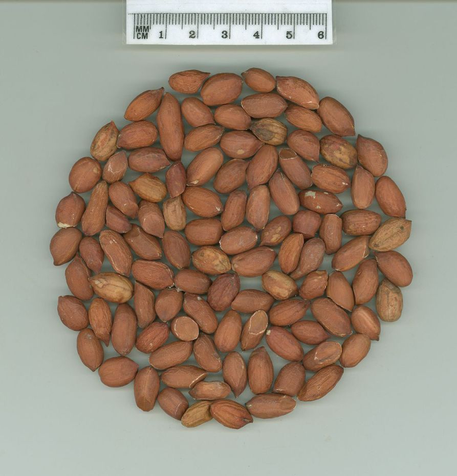 Click for 1 image(s) for this accession. SEED