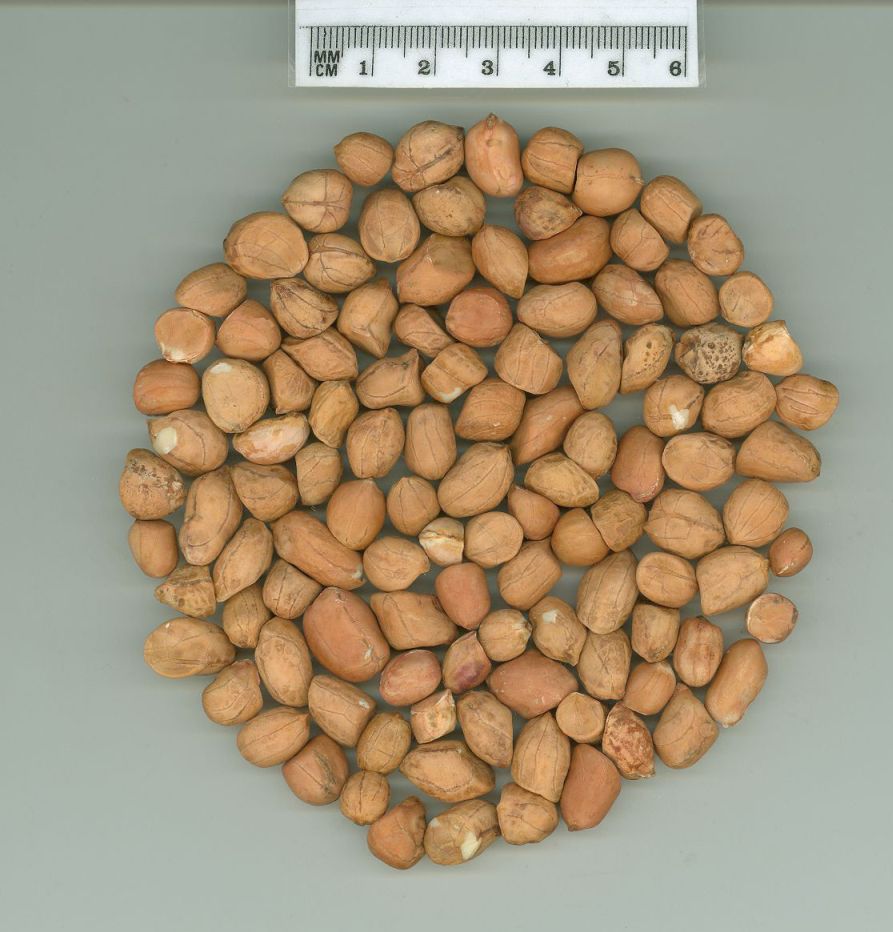 Click for 1 image(s) for this accession. SEED