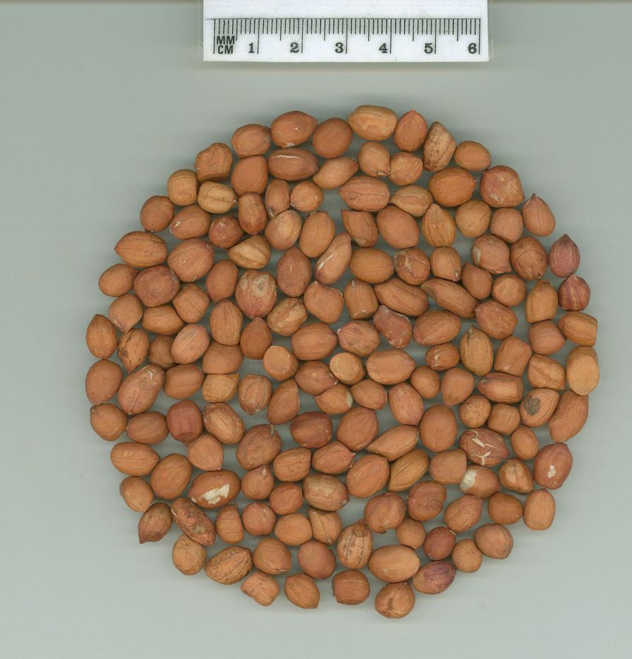Click for 1 image(s) for this accession. SEED