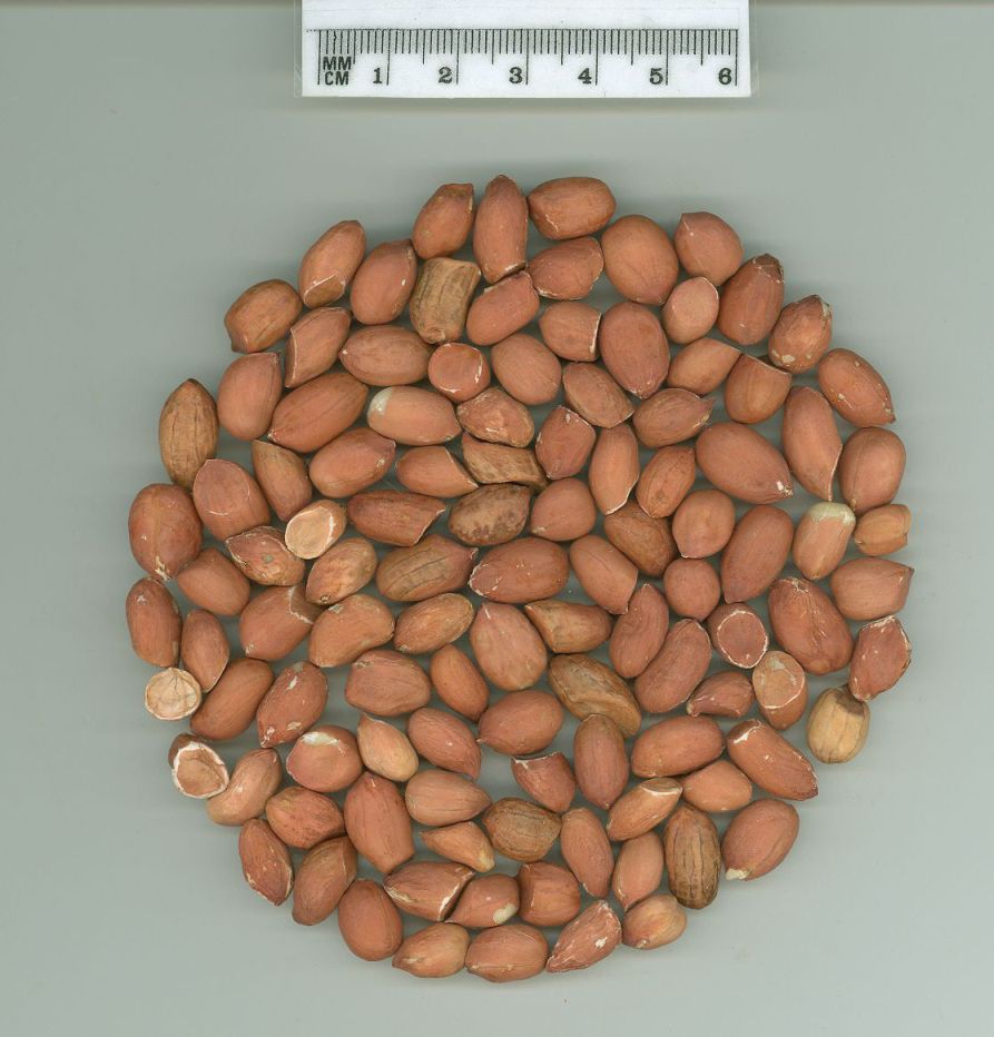 Click for 1 image(s) for this accession. SEED