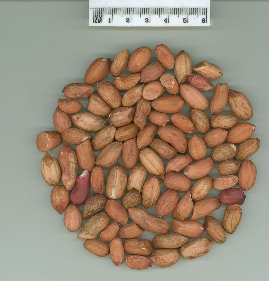 Click for 1 image(s) for this accession. SEED