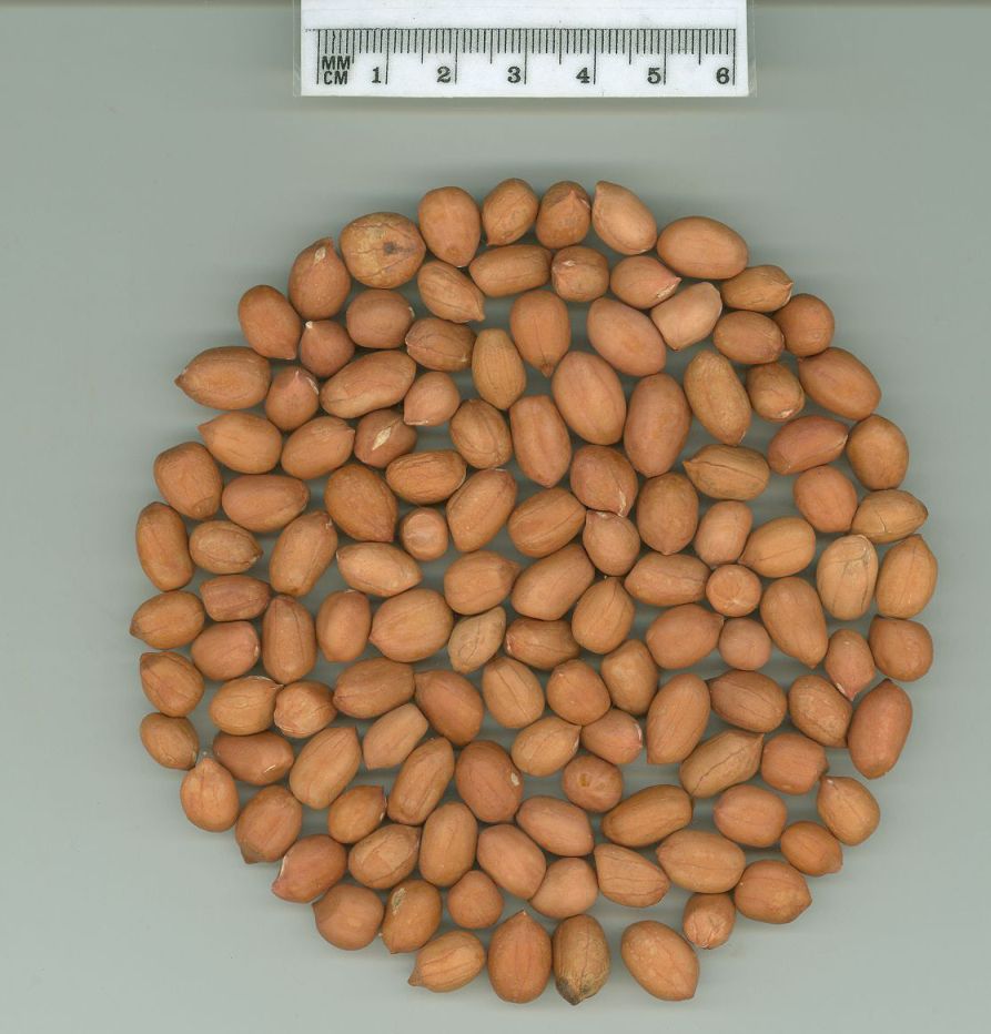 Click for 1 image(s) for this accession. SEED