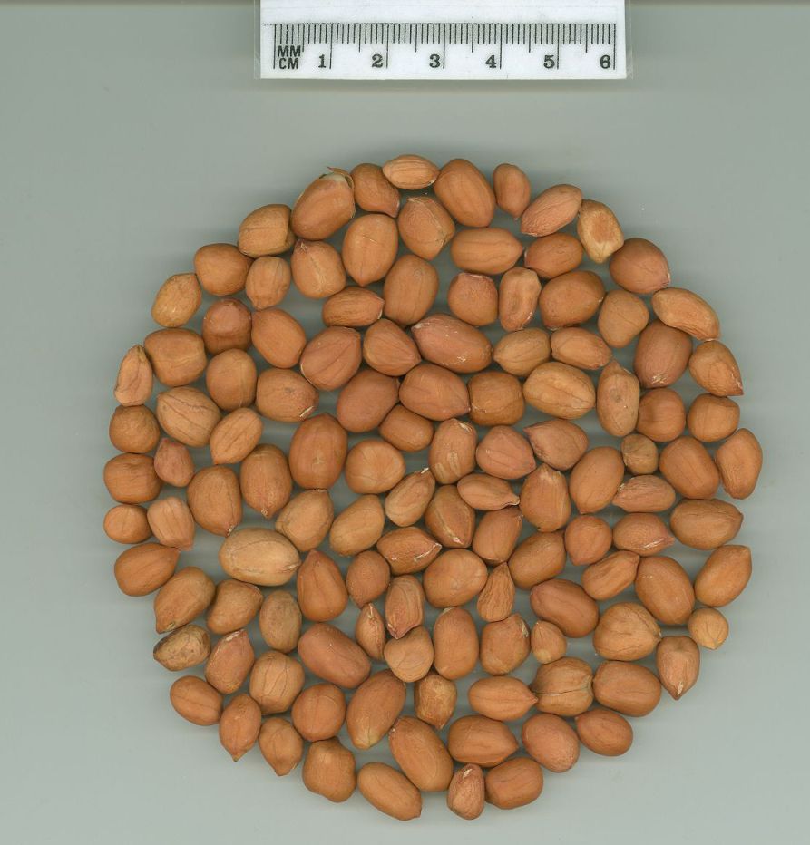 Click for 1 image(s) for this accession. SEED
