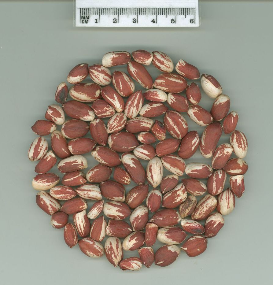 Click for 1 image(s) for this accession. SEED
