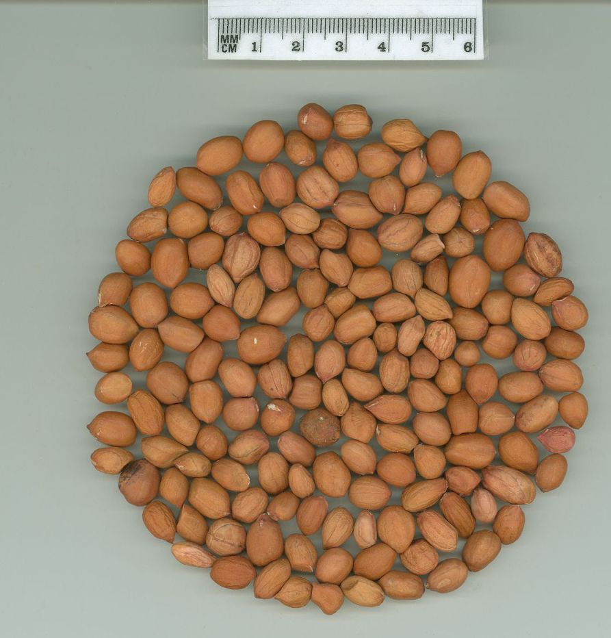 Click for 2 image(s) for this accession. SEED
