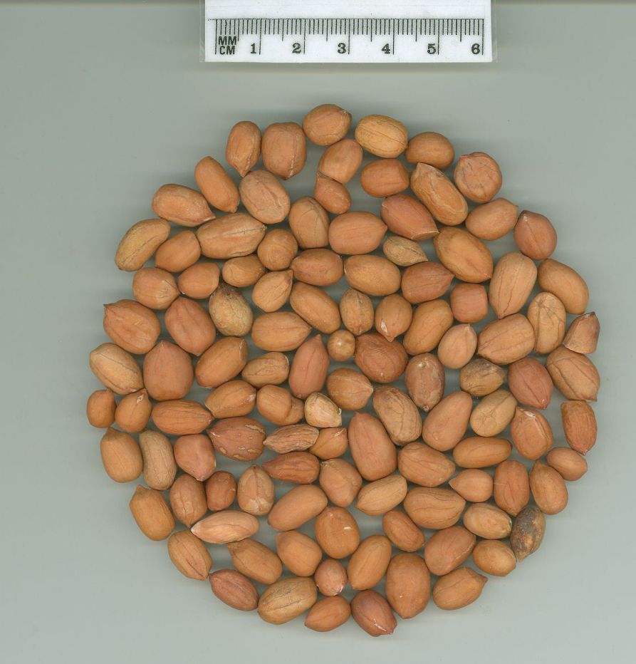 Click for 1 image(s) for this accession. SEED