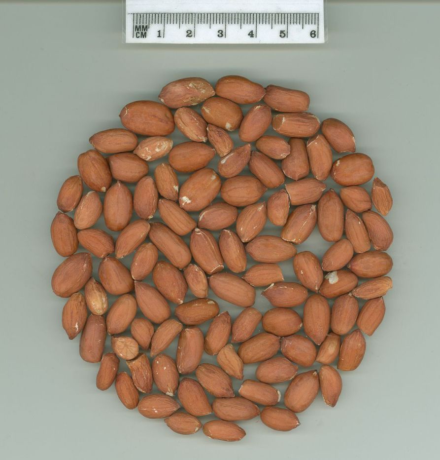 Click for 1 image(s) for this accession. SEED