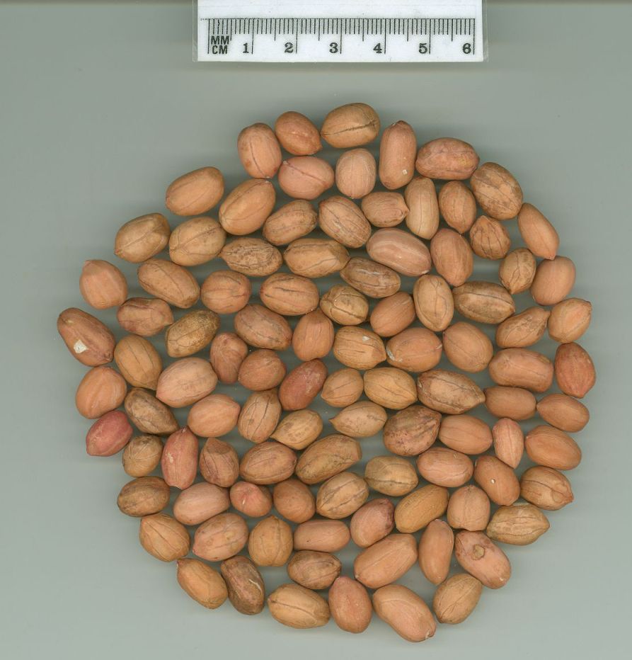 Click for 1 image(s) for this accession. SEED