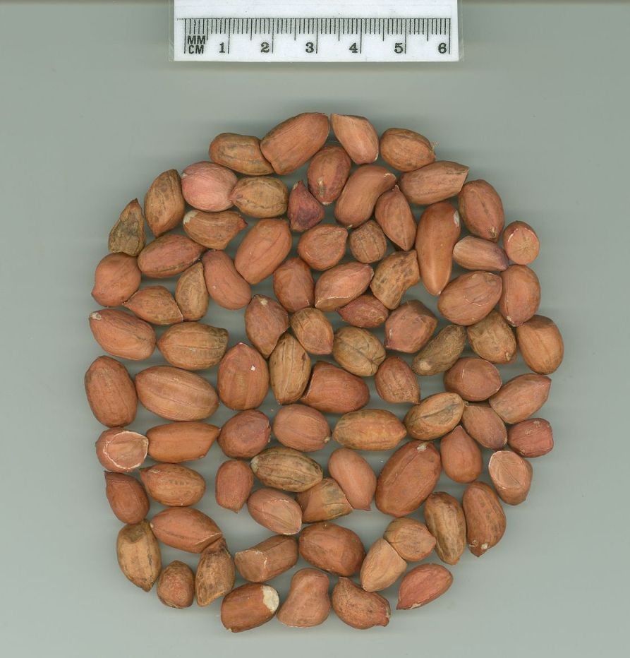 Click for 1 image(s) for this accession. SEED