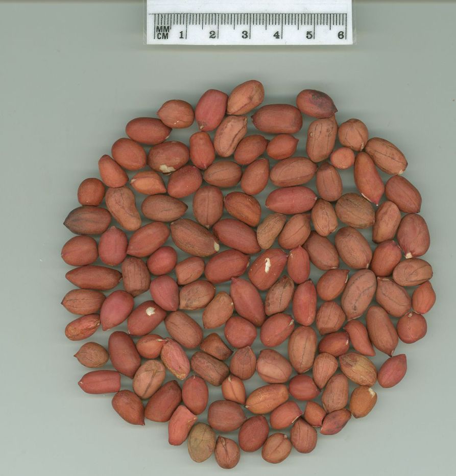 Click for 1 image(s) for this accession. SEED
