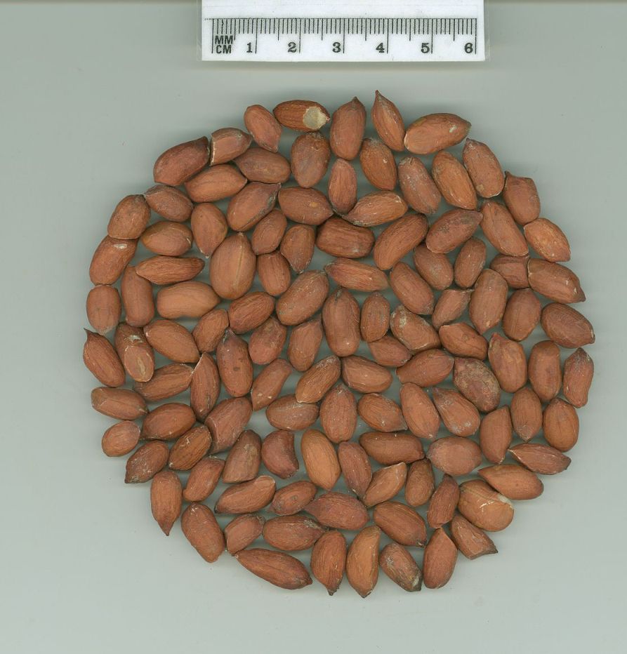 Click for 1 image(s) for this accession. SEED