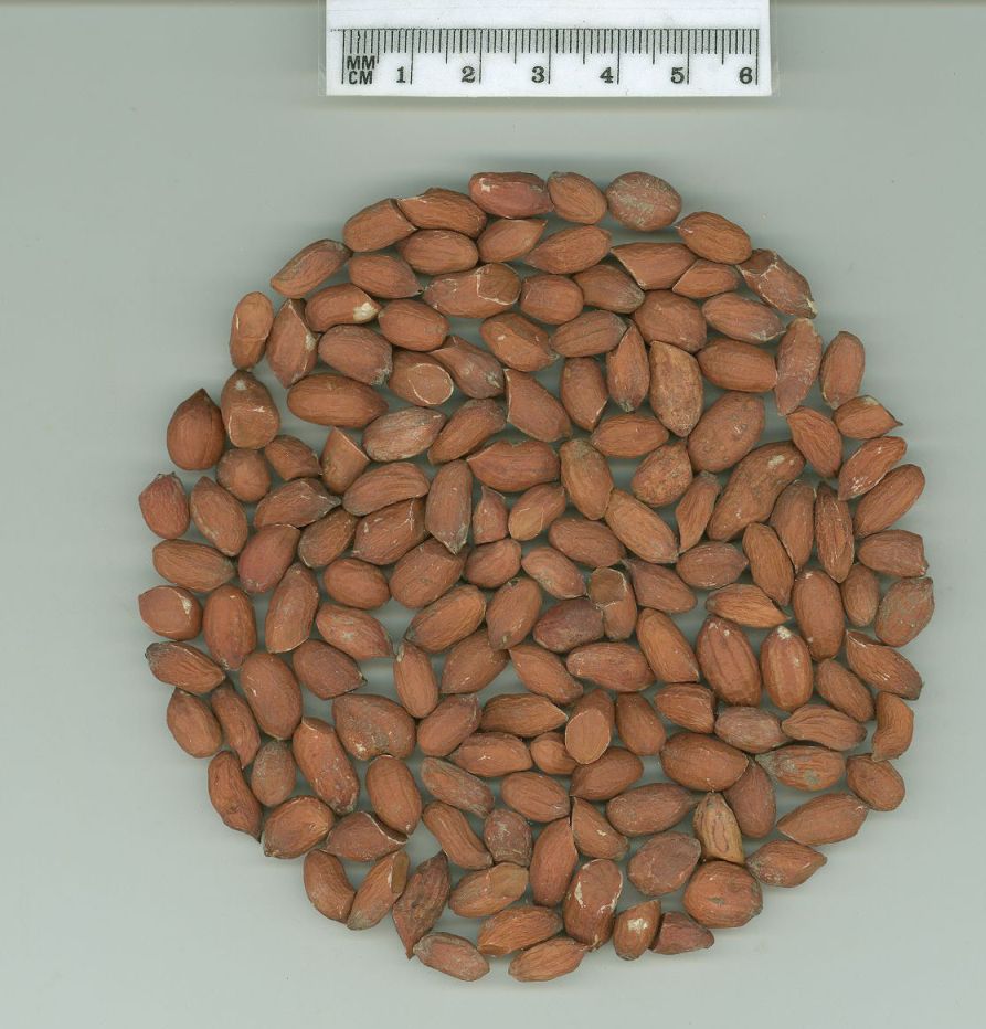 Click for 1 image(s) for this accession. SEED