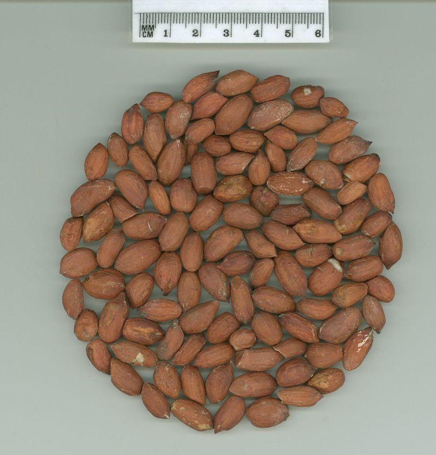 Click for 1 image(s) for this accession. SEED