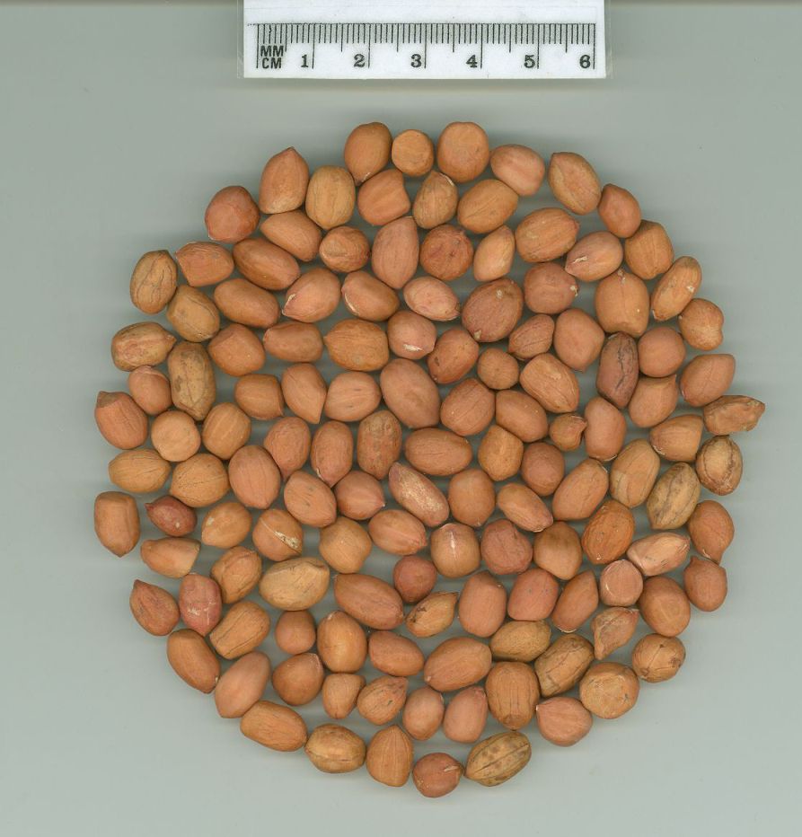 Click for 1 image(s) for this accession. SEED