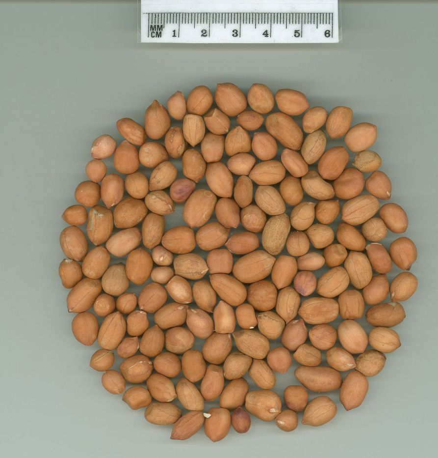 Click for 1 image(s) for this accession. SEED