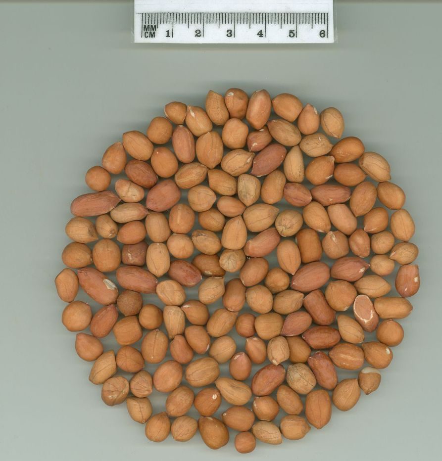 Click for 1 image(s) for this accession. SEED