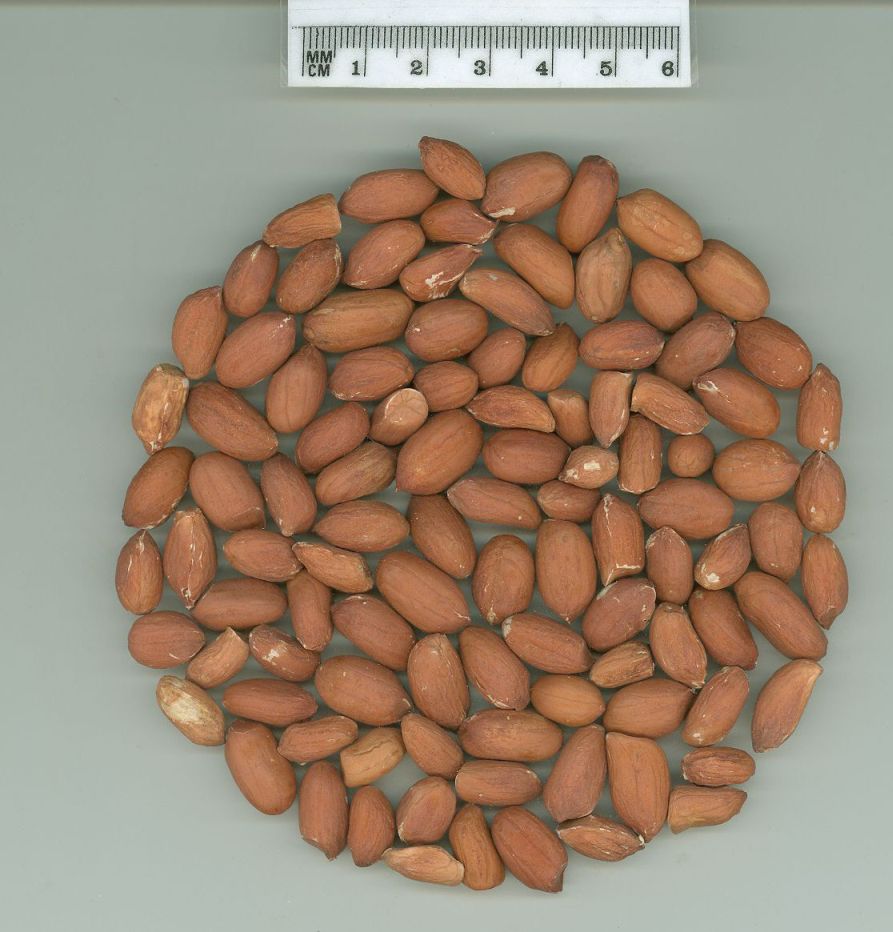 Click for 1 image(s) for this accession. SEED