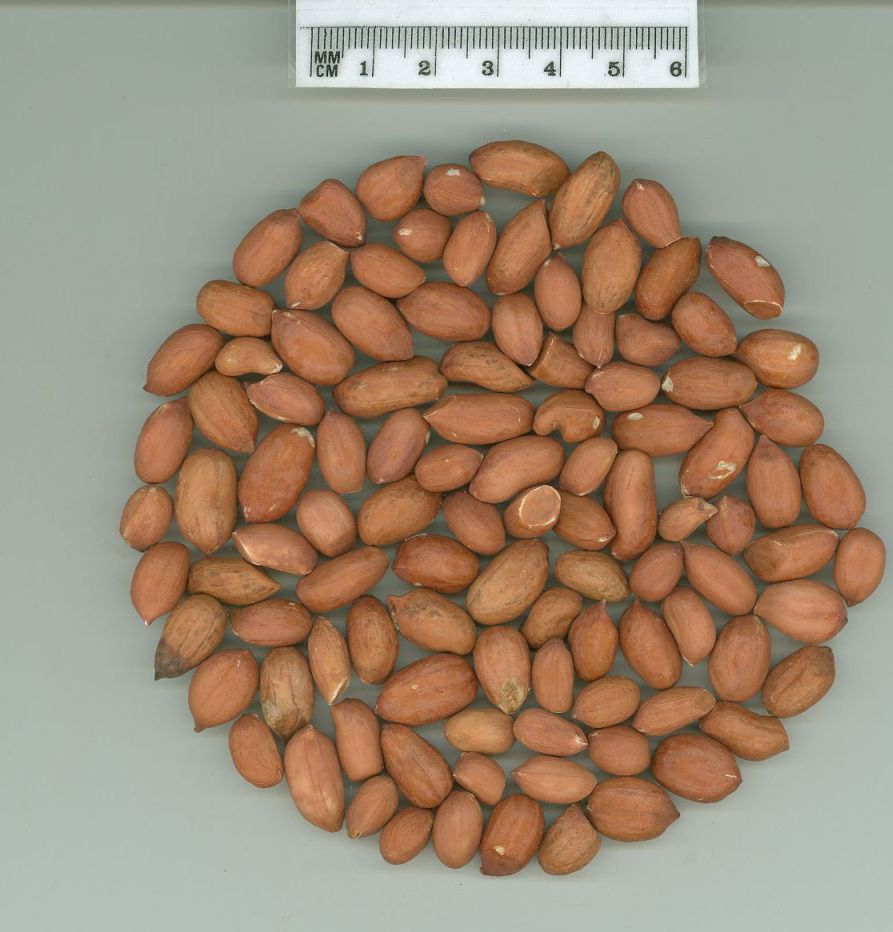 Click for 1 image(s) for this accession. SEED